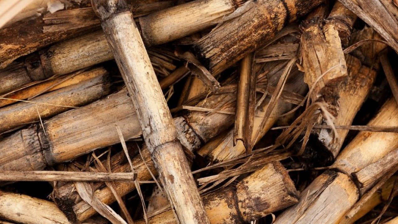 Energia de biomassa: o que é, como é gerada e prós e contras